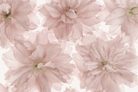 Prunus Blossom Fine Art Print