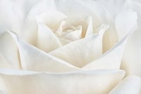 Pure White Rose Framed Print