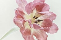 Red Tulip Fine Art Print