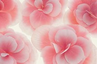 Rose Begonia Flowers Fine Art Print
