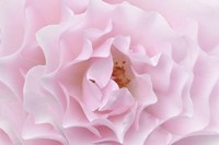 Rose Pink Rose Fine Art Print