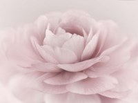 Stylisch Rose Pink Fine Art Print
