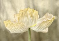 Sunshine Poppy Fine Art Print