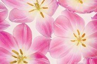 Three Cerise Pink Tulips Fine Art Print