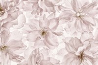 Translucent Cherry Blossom Fine Art Print