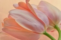 Two Orange Tulips Fine Art Print