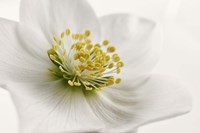 White Helleborus Fine Art Print