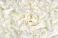 White Peony Flower Fine Art Print
