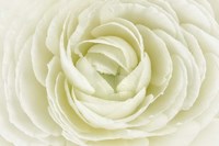 White Persian Buttercup Fine Art Print