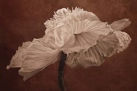 White Poppy Fine Art Print
