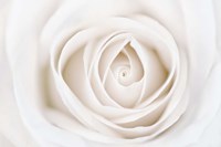 White Rose Fine Art Print