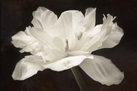 White Tulip I Fine Art Print