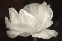 White Tulip III Fine Art Print