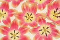 Yellow and Coral Red Tulips Fine Art Print