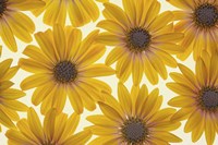 Yellow Cape Dasies Fine Art Print