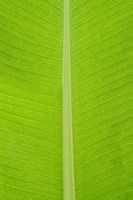 Leaf Texture I Fine Art Print