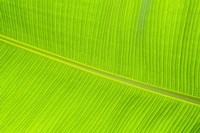 Leaf Texture II Fine Art Print