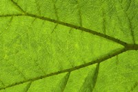 Leaf Texture IV Fine Art Print