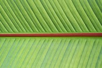 Leaf Texture V Fine Art Print