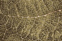 Sepia Leaf Texture Fine Art Print