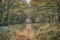 Autumn Walk Fine Art Print