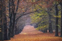 Beech Lane Fine Art Print