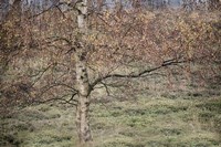 Birch Fine Art Print