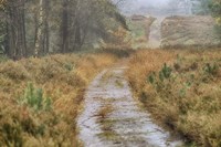 Path Fine Art Print