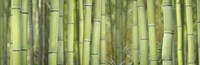 Bamboo Scape Framed Print