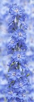Blue Larkspur Fine Art Print