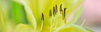 Day Lily Scape Fine Art Print