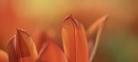 Duc van Tol Orange Tulip Fine Art Print