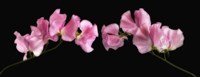 Glowing Sweet Peas Fine Art Print