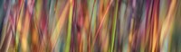 Grass Spectrography Fine Art Print