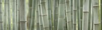 Grey Bamboo Scape Fine Art Print