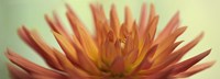 Orange Dahlia Scape Fine Art Print