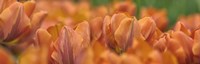 Orange Tulip Scape Fine Art Print