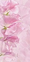 Pink Sweet Peas Fine Art Print
