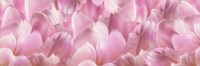 Pink Tulip Scape Fine Art Print