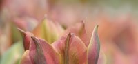 Tulip 'Artist' Scape Fine Art Print
