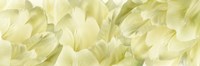 Yellow Tulip Scape Fine Art Print