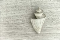 Japanese Wonder Shell Fine Art Print