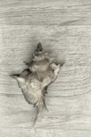Murex Shell Fine Art Print