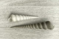 Sea Snail Shells Fine Art Print