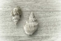 Two Cancellaria Shells Fine Art Print
