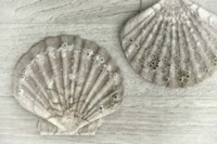 Two King Scallop Shells Fine Art Print