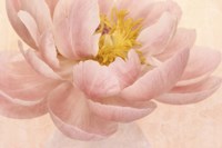 Pink Peony Fine Art Print
