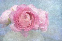 Pink Persian Buttercup Still Life Fine Art Print