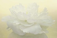 Pure White Peony Fine Art Print
