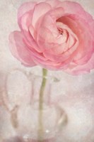 Single Rose Pink Flower Fine Art Print